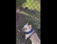 Frenchie dog look at rabbit on yard