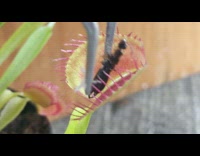 Venus flytrap plant black insect bug tweezers 