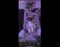 Brown french bulldog heart sunglasses wasnt me 