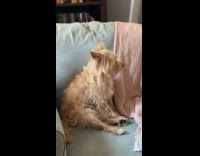 Dog on chair with fan on it