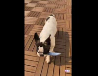 Dog holding knife in mouth walks around 