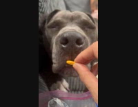 Pit bull dog gently take and eat snack