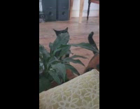 Cats curiously inspect new houseplant 