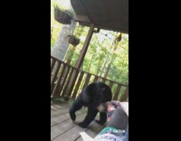 Wild black bears guy porch surprise balcony