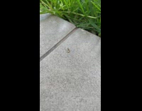 Ant spins around seed 