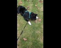 Dog hates leash walking pulled by woman