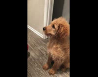 Brown dog puts paw on green toothbrush 