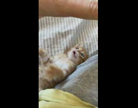 Guy tickles brown white kitten yellow shirt