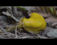 Yellow slug eats stick plant day time
