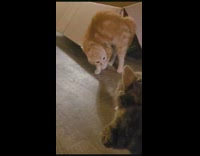 Guy shows his cat a cat stuffed toy 