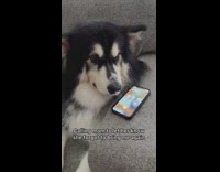 Dog calls mom to tell her she forgot the dog