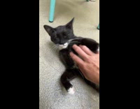 Collab BitchMP - Woman petting a cat 