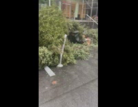 Motorcycle gets buried under piles of trees