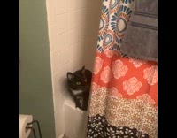 Cat scared of flat iron falls bathtub 