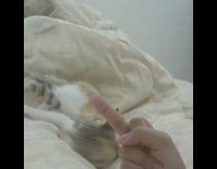 Collab KaleSaladIG - White cat threatened by middle finger