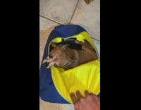 Small brown dog inside blue hollister backpack 
