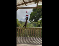 Coati hang and eat from bird feeder