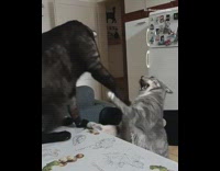 Black cat fights grey cat white refrigerator 
