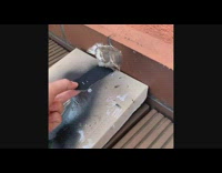 Sparrow bird ride finger skateboard down slope