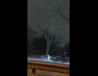 Tow husky dogs pull owner on cart 