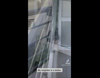 Black dog on neighbor balcony peaks over 