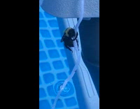 Bee holds onto white string pool water