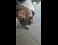 Pug dog brown treat in mouth outdoors 