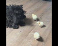 Three little chicks watched over by black dog