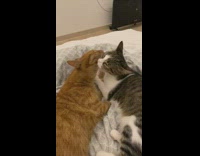 Two pet cat lick and clean each other