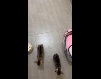 Two kittens follow filmer in the room