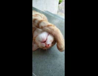 Owner touch nose orange kitten sleep outside