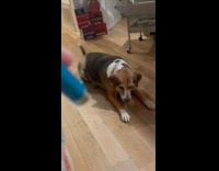 Nervous Dog Growls and Barks at Laser Pointer