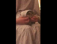 Cat head covered in cloth looks like a hijab