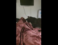 Black cat bites and kneads robe girl