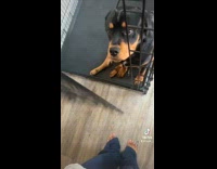 Woman shows how gentle her dog is 