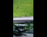 Otter group explore city Singapore grass car