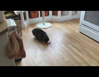 Black cat eats cantaloupe rind wood floor