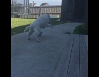 White sharpei dog running around backyard playing with blue toy
