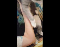 Grey cat steals pasta noodles blue hair