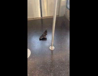 Bird walks inside the train while travel in new york 