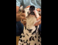 Man shaking and squishing chonky dogs head 