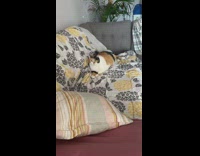 Cat sitting on couch meow voice filter 