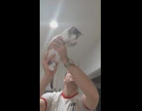 Man carry kitten to catch fly on ceiling