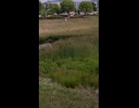 Frogs Croak Loudly in Plant Covered Marsh