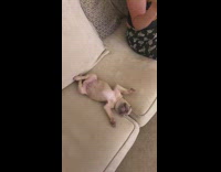 Brown puppy sleeps legs crossed arms up