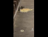 Rat at subway station next to puke 
