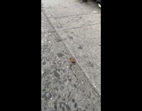 Cockroach attacked by bee 