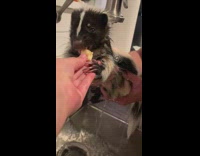 Skunk take bath gets fed with banana