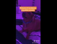 Collab BitchIG2 - Dog photos different nicknames