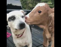 A calf and dog are best friends